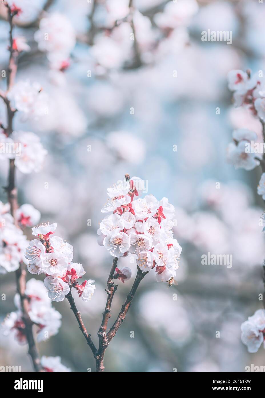 Beautiful almond tree blossom Stock Photo