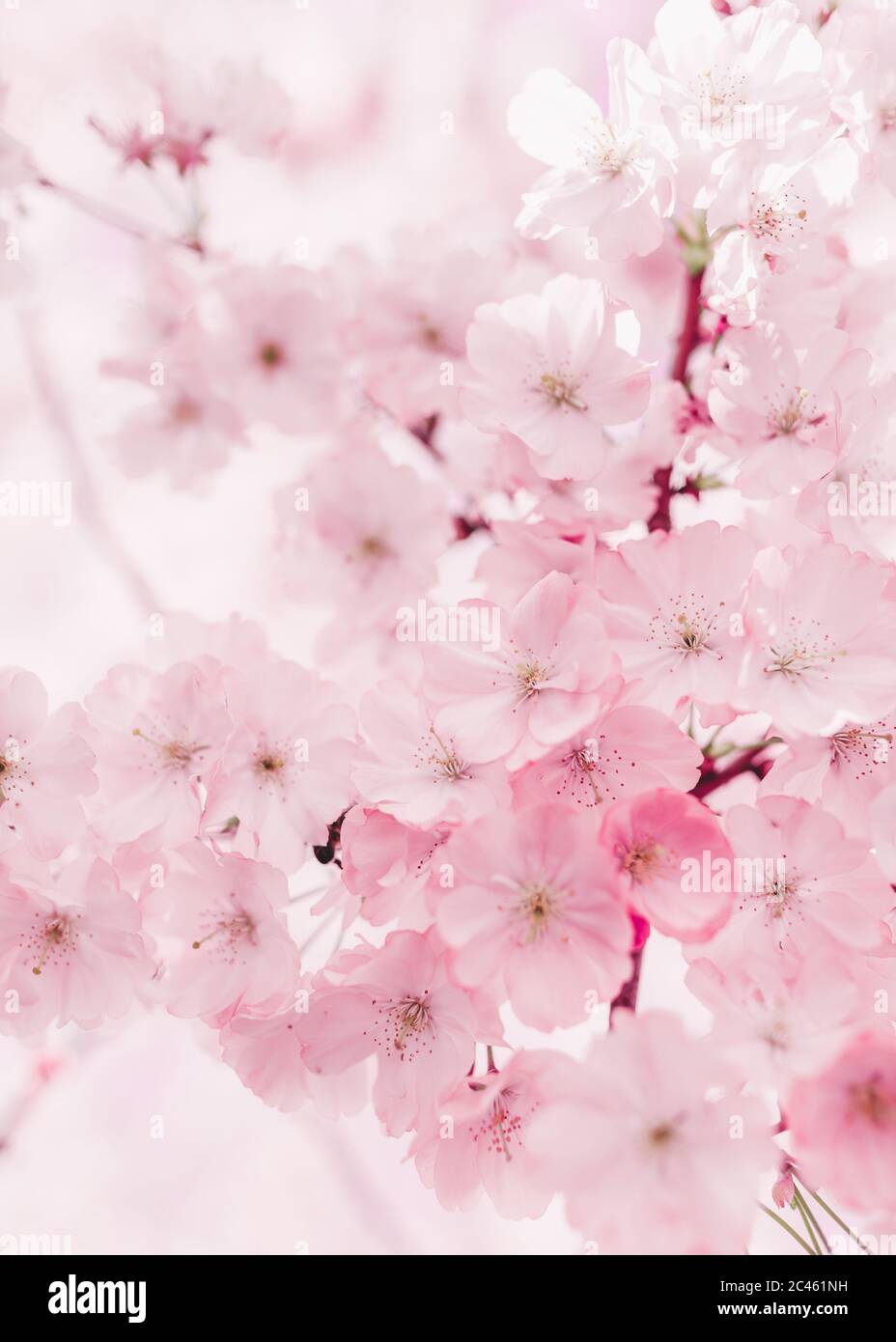 Cherry blossom in Vienna in spirngtime Stock Photo