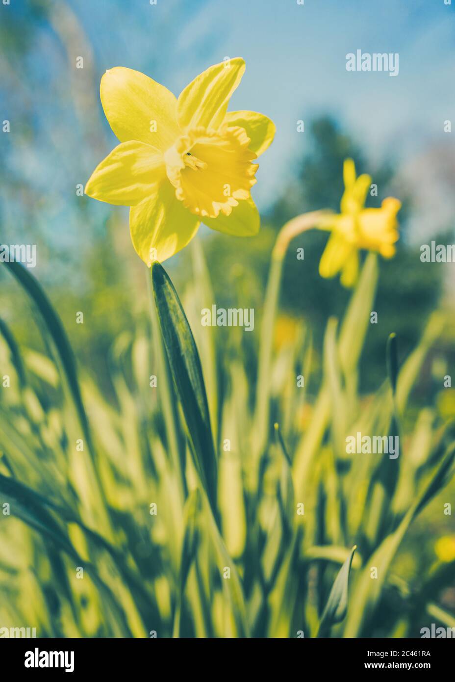 Wild daffodil on green meadow Stock Photo