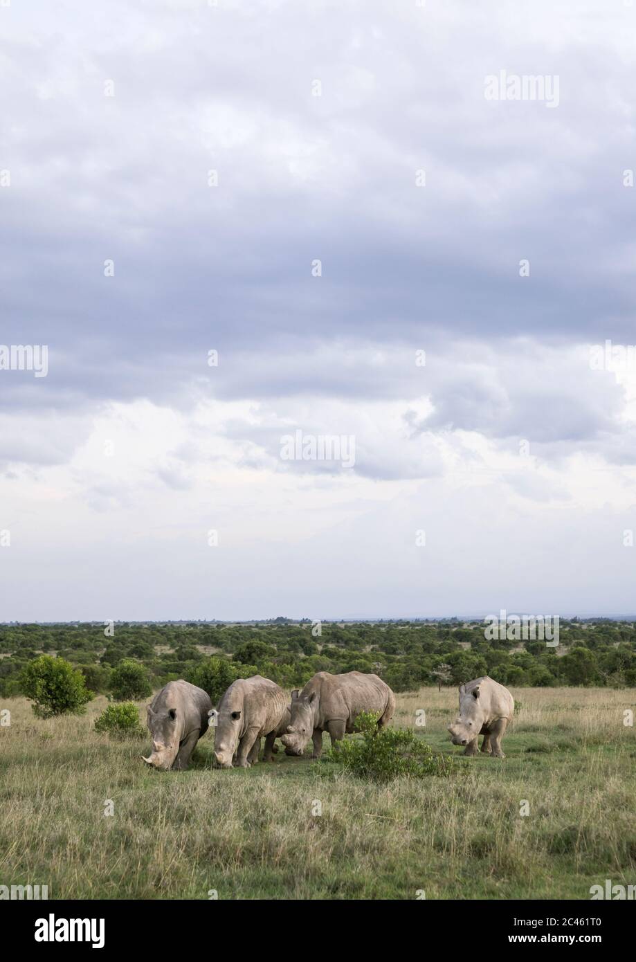 Black rhinos (diceros bicornis), Laikipia county, Ol pejeta, Kenya Stock Photo