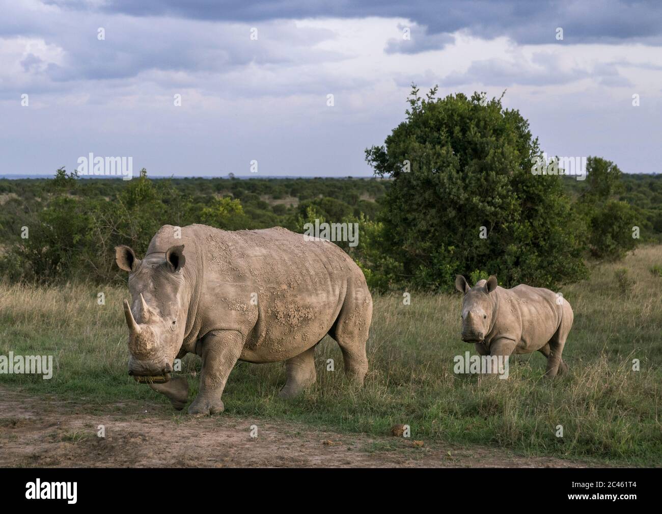 Black rhinos (diceros bicornis), Laikipia county, Ol pejeta, Kenya Stock Photo