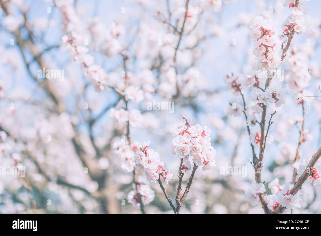 Beautiful almond tree blossom in spirngtime Stock Photo