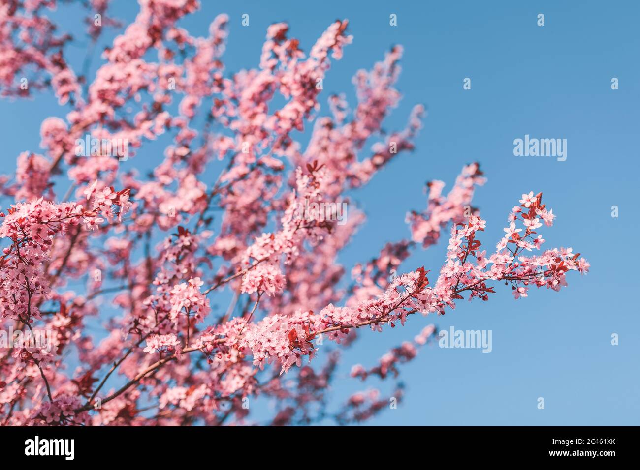 Pink almond blossom in Vienna in spirngtime Stock Photo