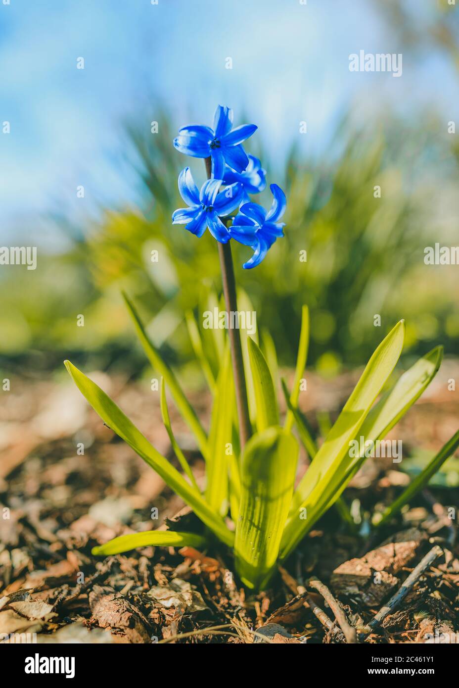 Blue hyacinth in springtime blossom Stock Photo