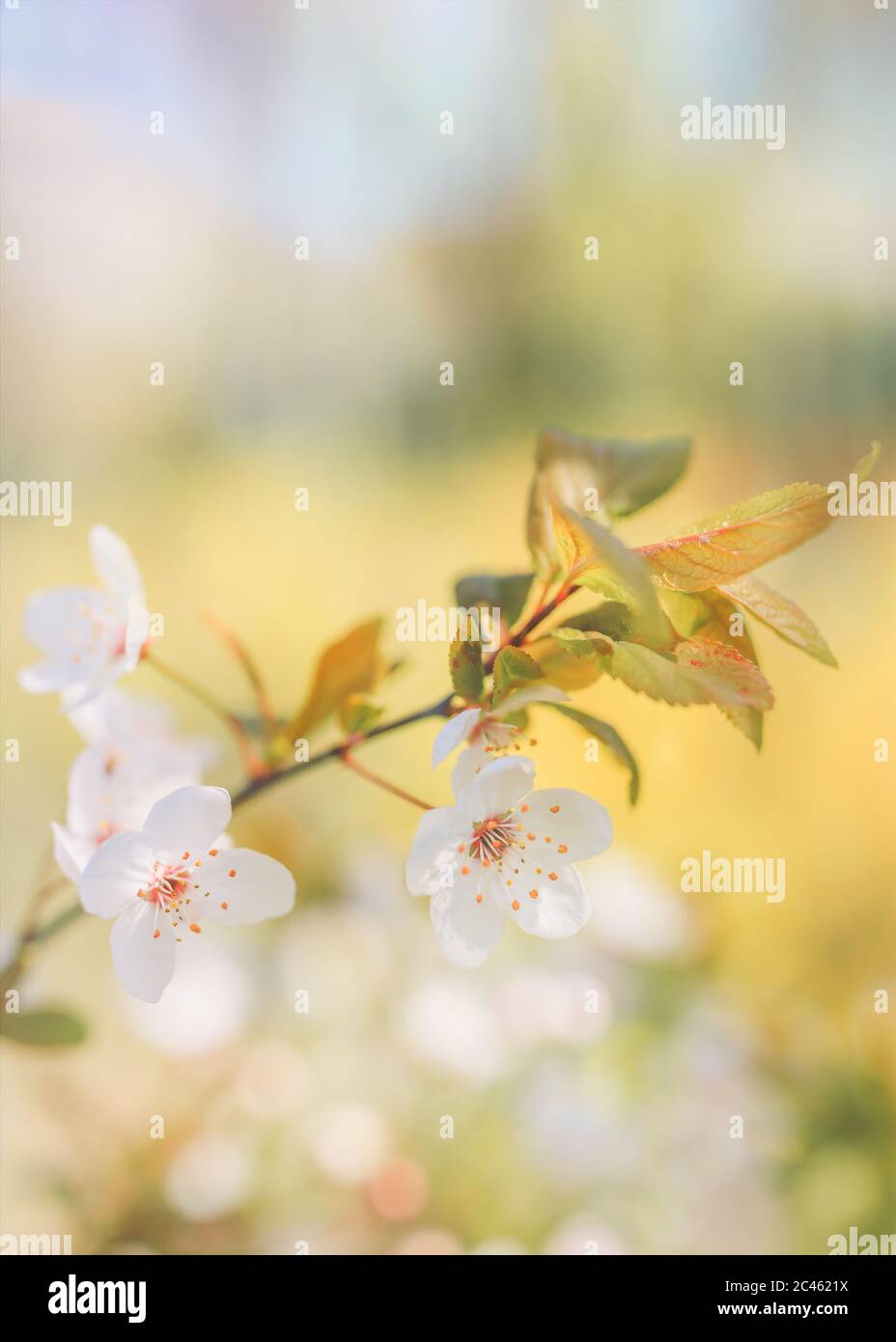 Spring time wild flower blossom Stock Photo