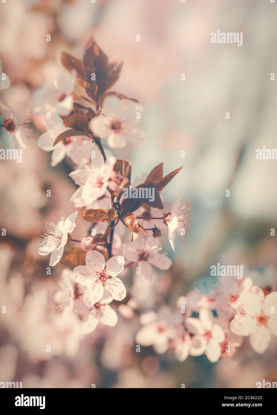 Spring time wild flower blossom Stock Photo