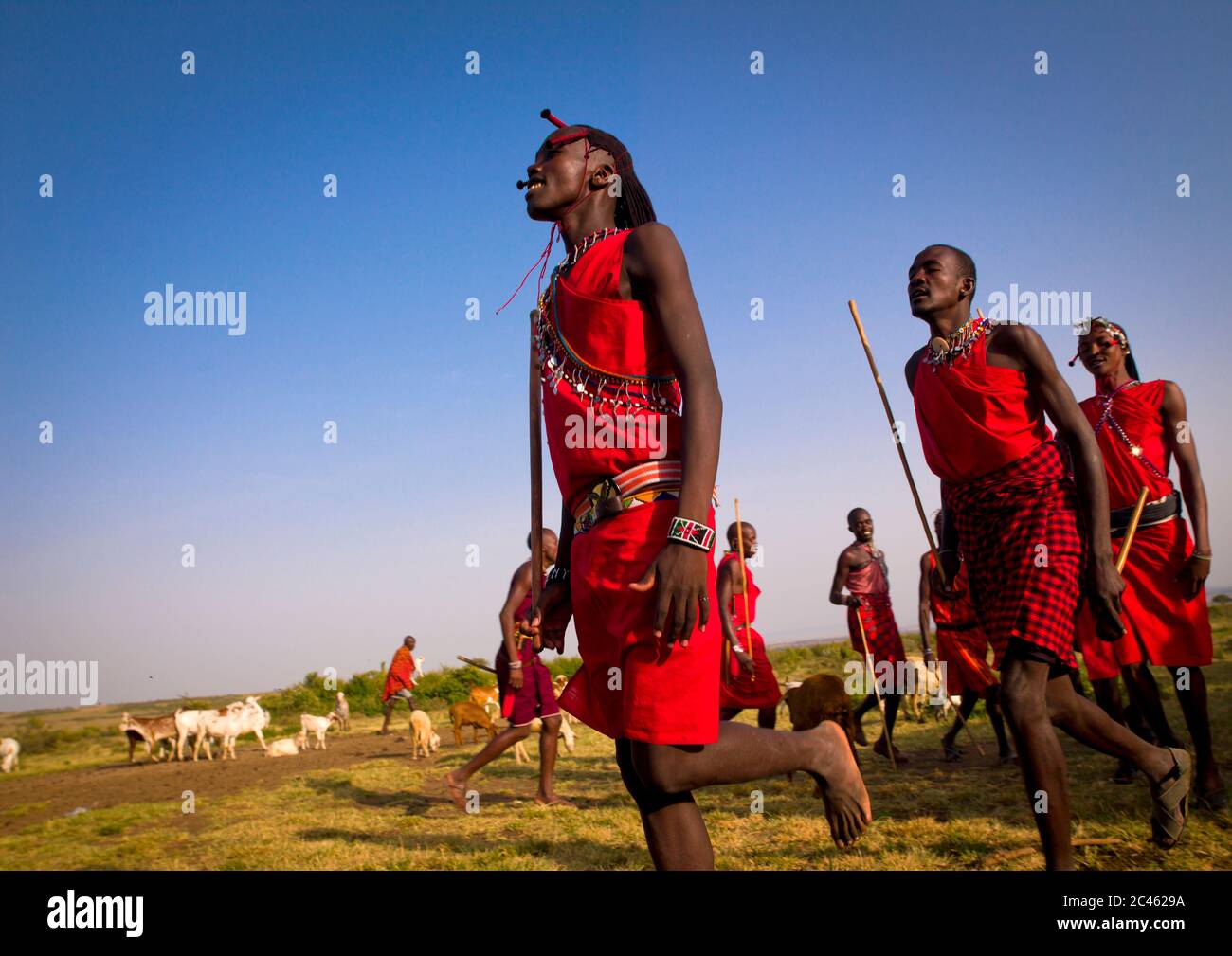 Masai warriors dancing, Nakuru county, Nakuru, Kenya Stock Photo Alamy