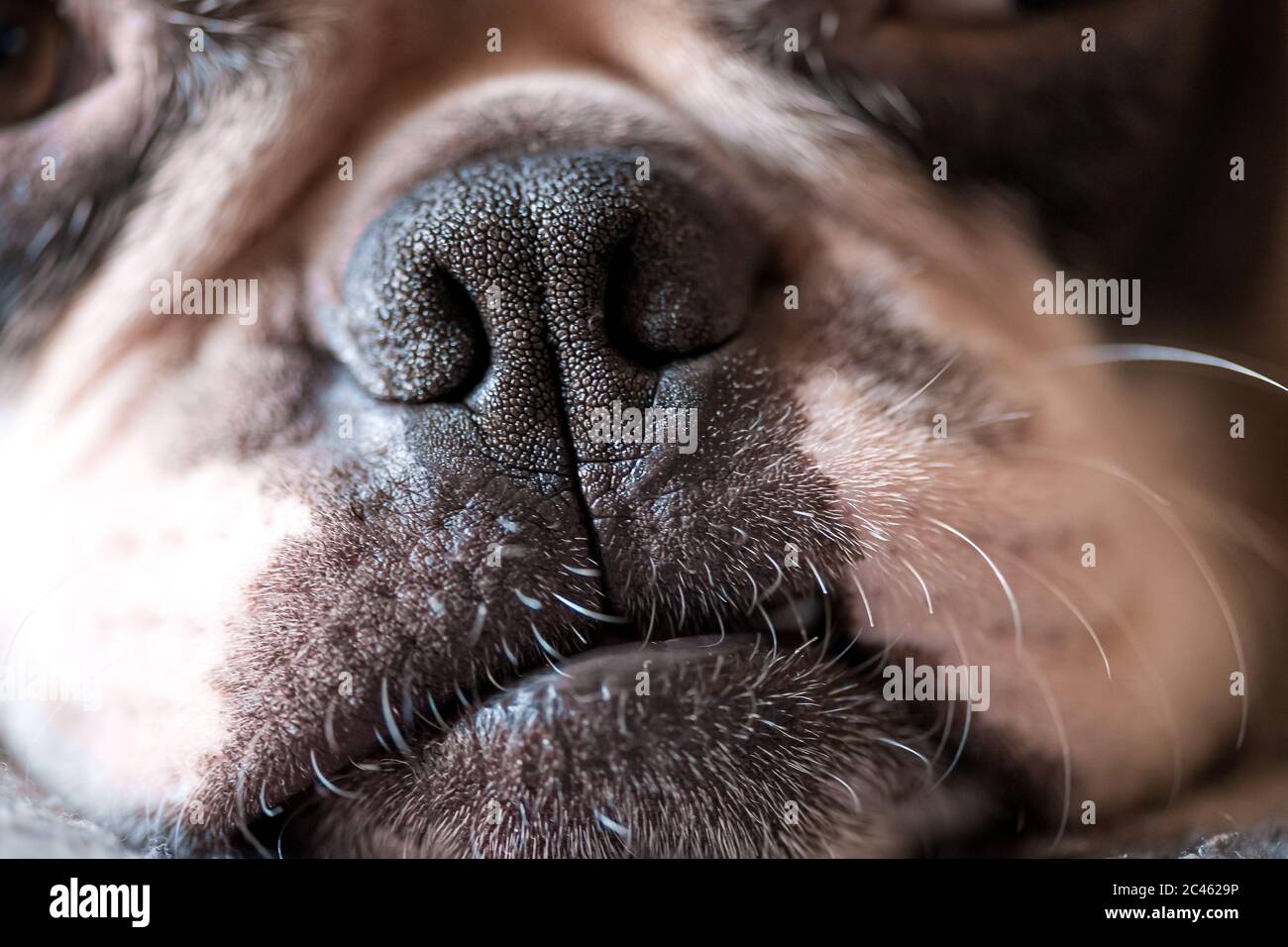 Macrophotography of a young cute face of a Boston Terrier dog. Rough ...