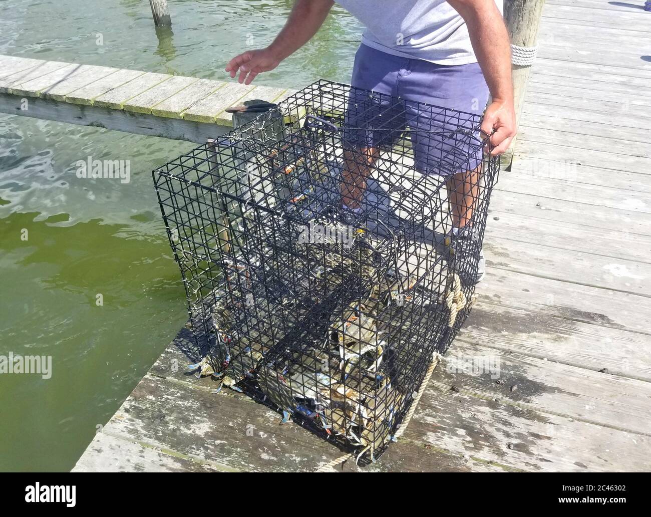 Pulling the crab pot filled with blue crabs from the bay Stock Photo