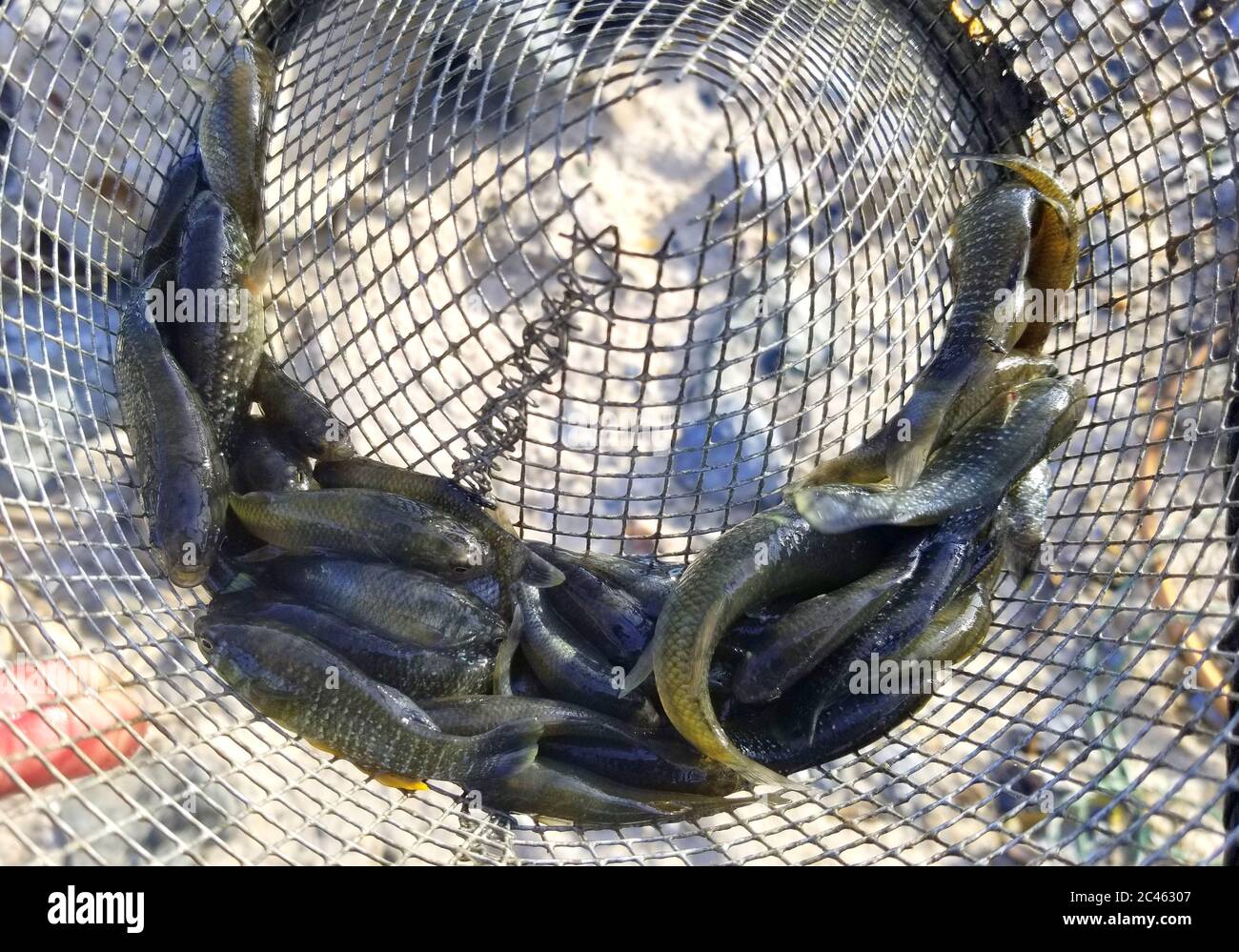 Close up of minnows for fishing bait inside a trap bucket Stock Photo -  Alamy