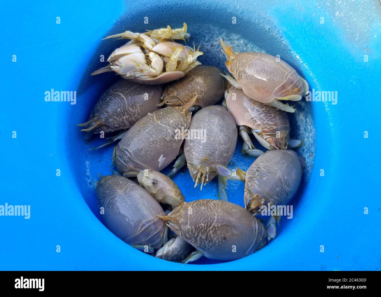 Sand Fleas High Resolution Stock Photography And Images Alamy Sand Fleas High Resolution Stock Photography And Images Alamy