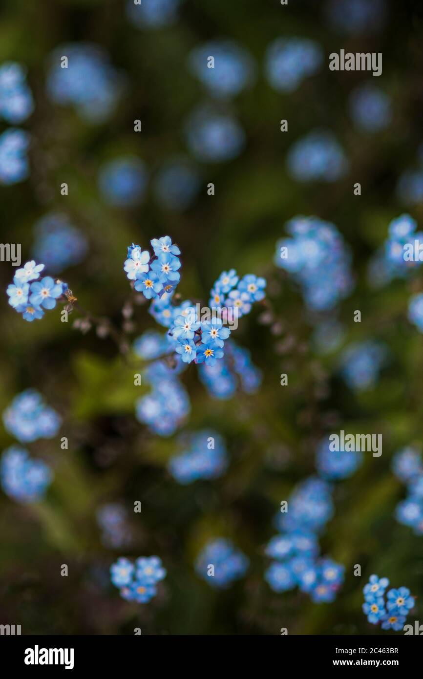 The delicate fragile tiny blue Forget-Me-Not flowers. Myosotis scorpioides. Stock Photo