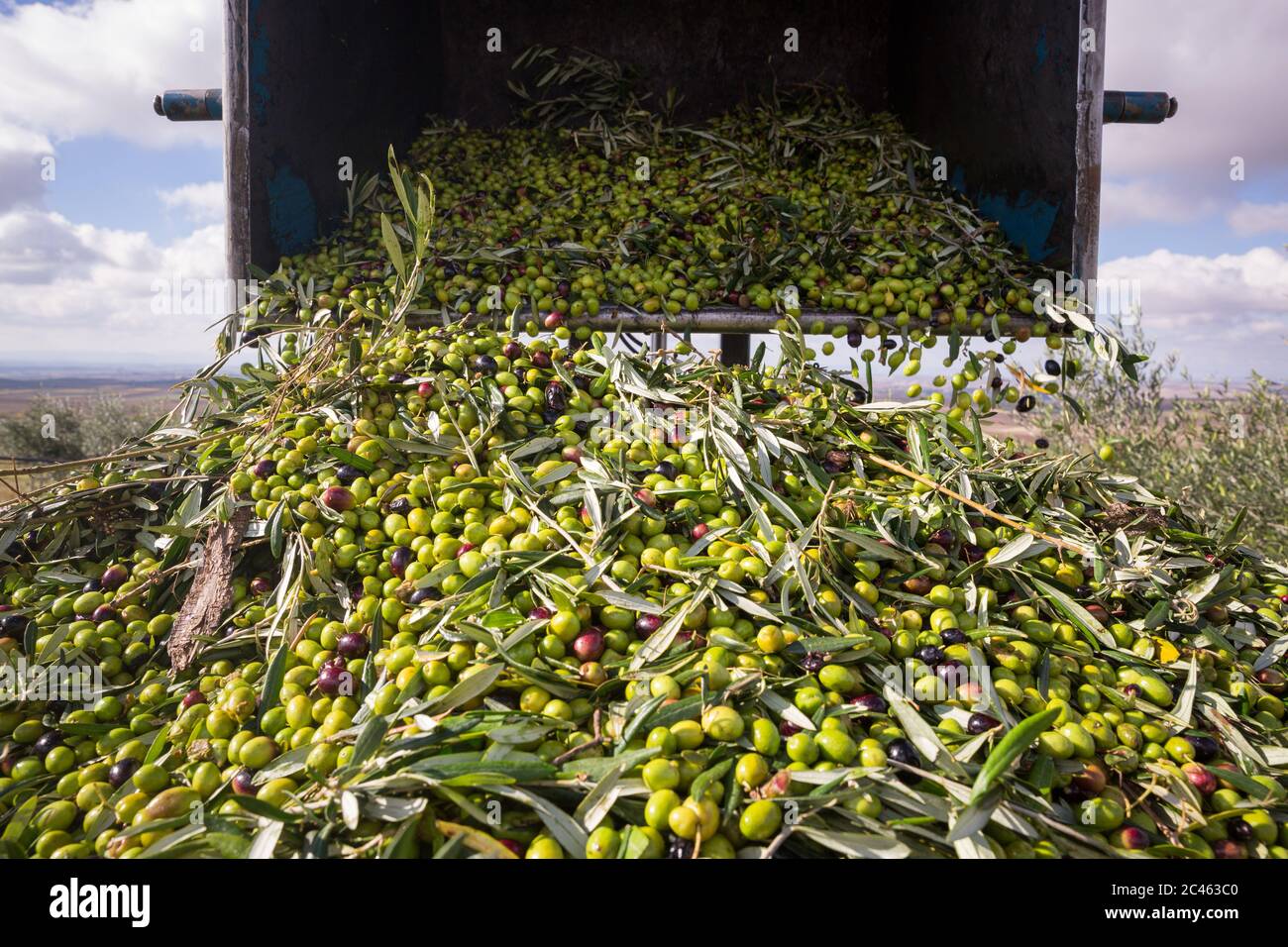 Green olives harvest in Puglia, Italy Stock Photo Alamy