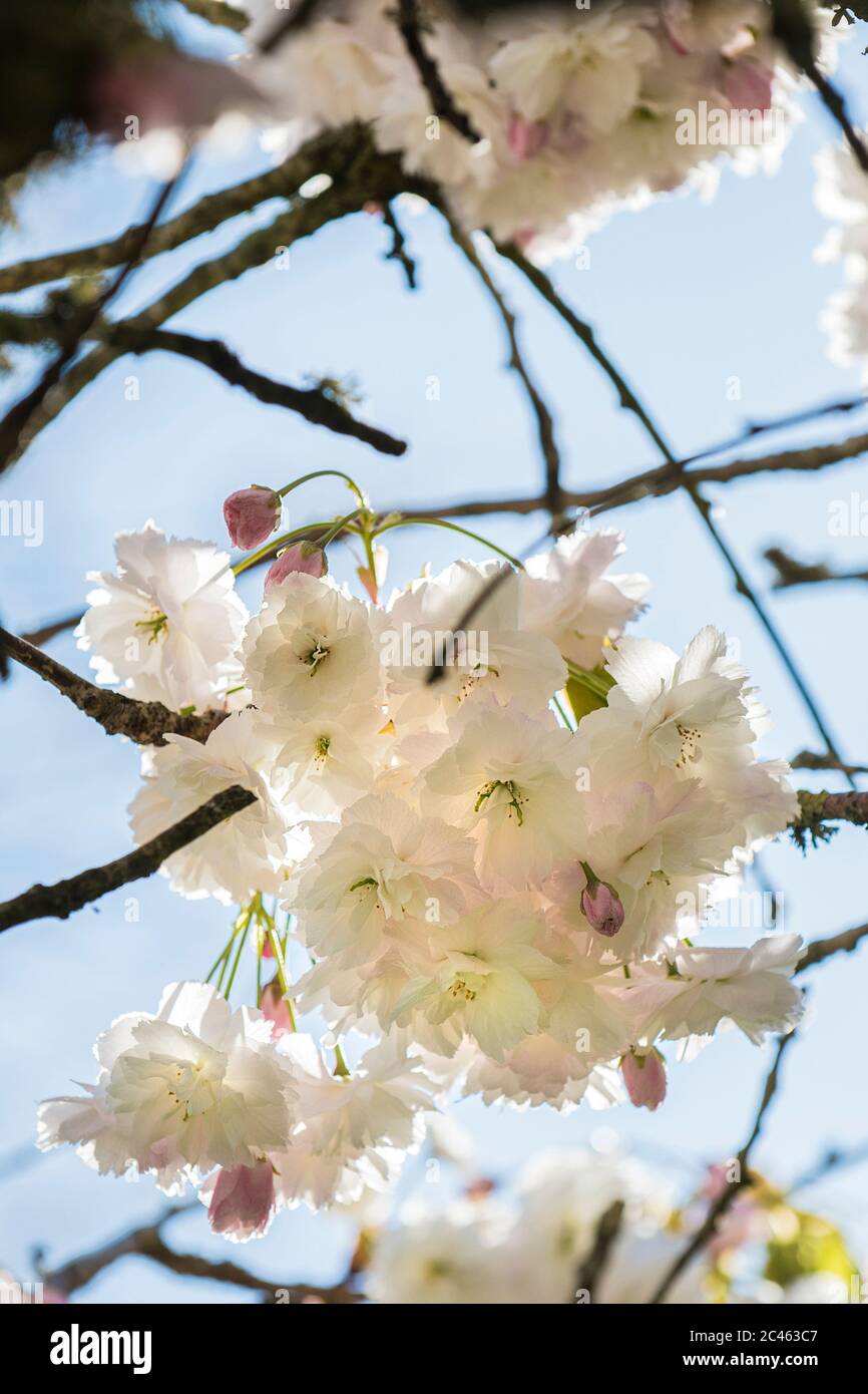 Ornamental cherry tree hi-res stock photography and images - Alamy