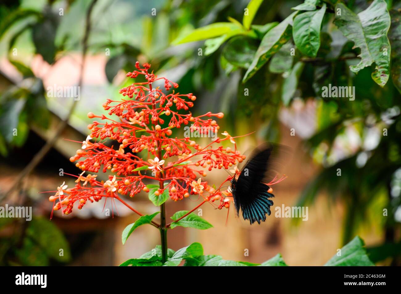 Beautiful tropical red flower Pagoda-Flower (Clerodendrum paniculatum) with a black Butterfly Great Mormon Swallowtail (Papilio memnon) Stock Photo