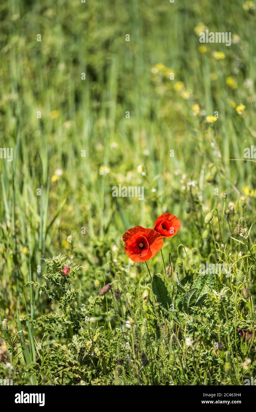 Common Poppies Papaver rhoeas growing in a field as part of the Arable Fields Project on Pentire Point West in Newquay in Cornwall. Stock Photo