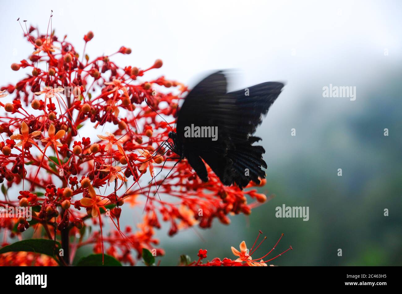 Beautiful tropical red flower Pagoda-Flower (Clerodendrum paniculatum) with a black Butterfly Great Mormon Swallowtail (Papilio memnon) Stock Photo