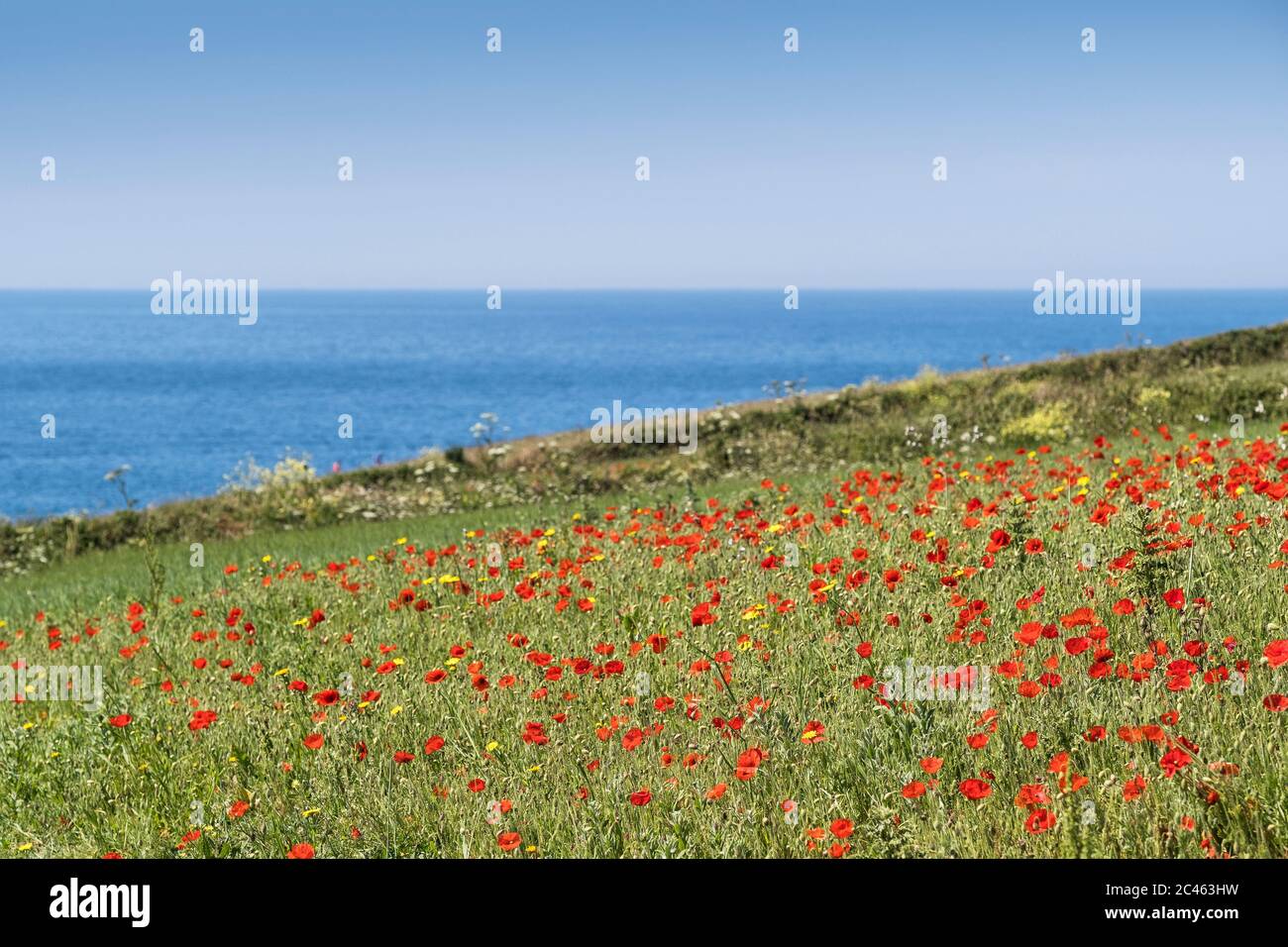 The spectacular sight of a field of Common Poppies Papaver rhoeas growing as part of the Arable Fields Project on Pentire Point West in Newquay in Cor Stock Photo