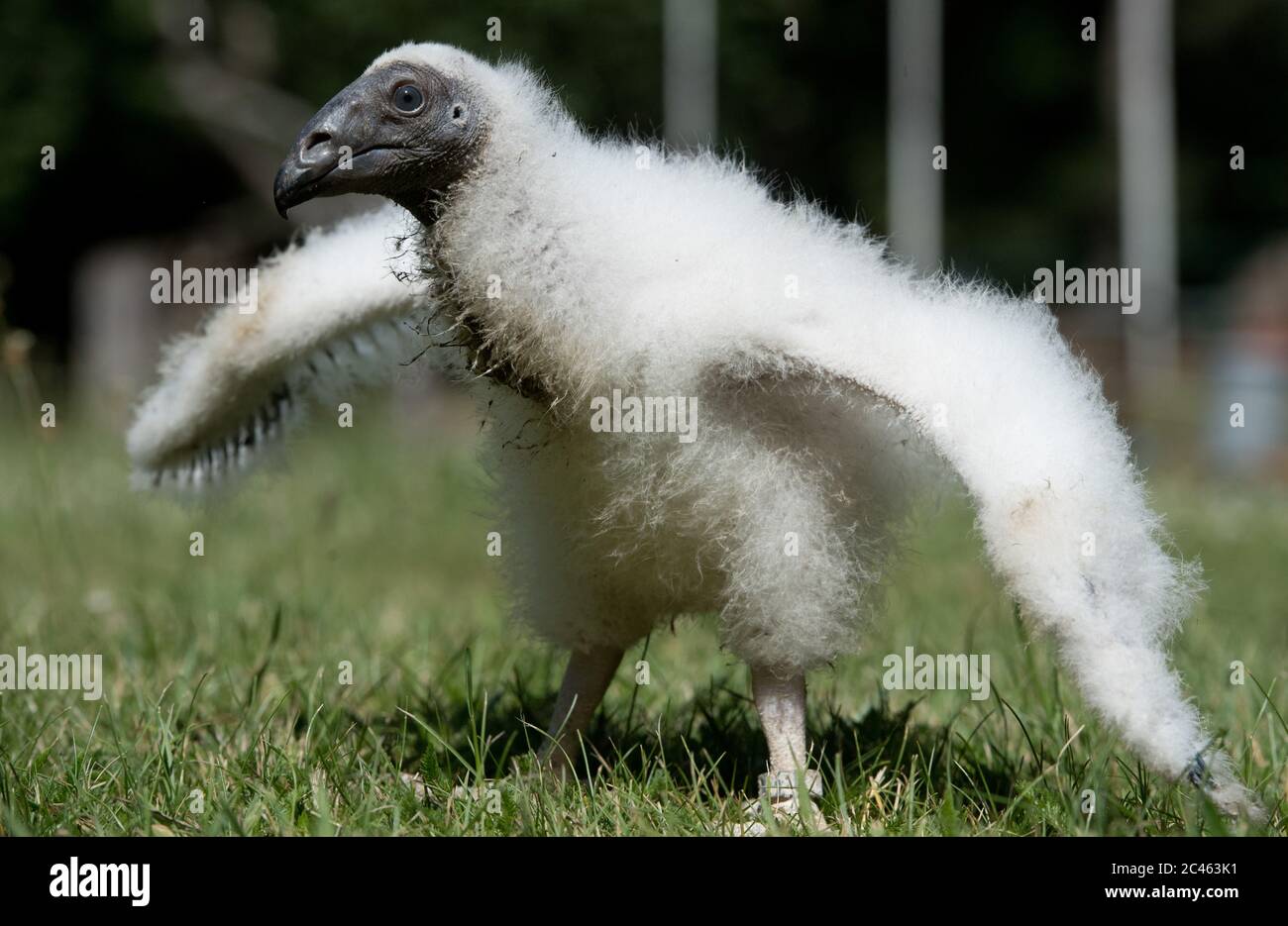 Stralsund, Germany. 24th June, 2020. A small turkey vulture runs across a meadow in the zoo in sunny weather. The almost two-week-old chick is in perfect health and is being raised by Stralsund, Germany. 24th June, 2020. A small turkey vulture runs across a meadow in the zoo in sunny weather. The almost two-week-old chick is in perfect health and is being raised by