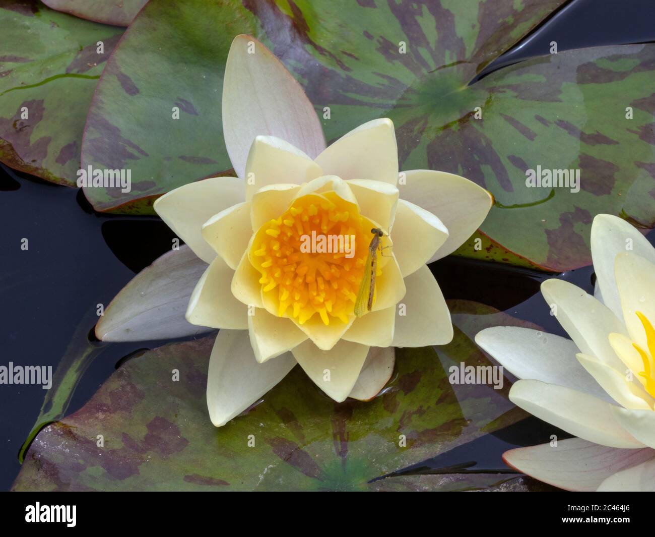 Nymphaea alba White water lily and emerging damselfly Norfolk June Stock Photo