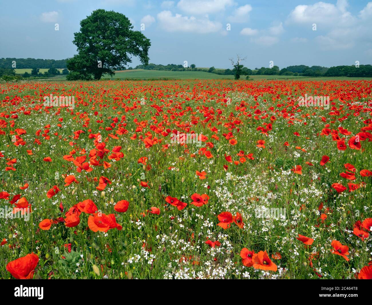 English poppy hi-res stock photography and images - Alamy