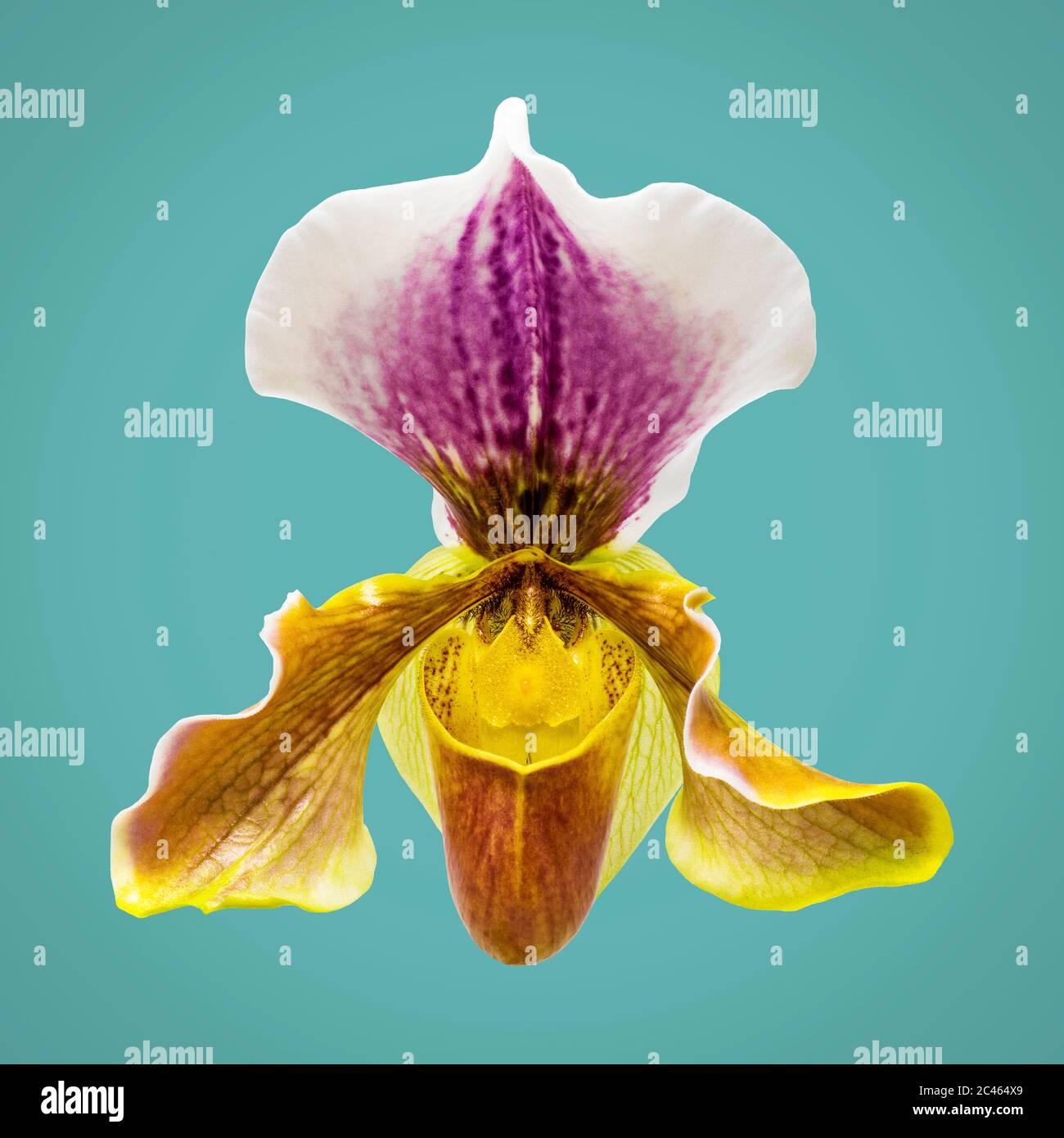 The beautiful flower of Paphiopedilum orchid, often called the Venus slipper. Macro photograph of a flower detail, isolated on blue background. Magnif Stock Photo