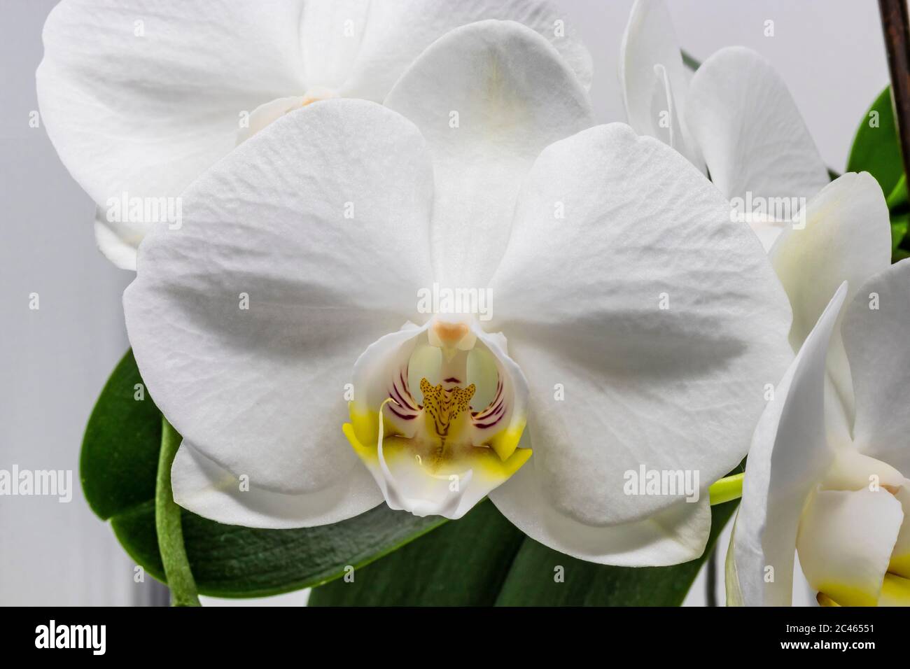 The beautiful flower of white orchid. Macro photograph of a flower detail, isolated on white background. Magnification, enlargement, blow-up, close up Stock Photo