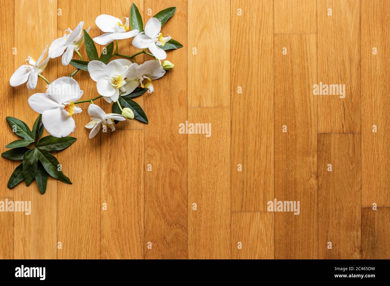 Texture, background with white orchid flowers and green leaves on a wooden surface (parquet, wooden strips). Rustic, vintage, natural, traditional, gr Stock Photo