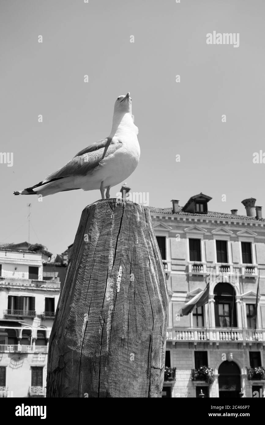 Gull on the top of wooden mooring pole in Venice, Italy.  Black and white venetian scene Stock Photo