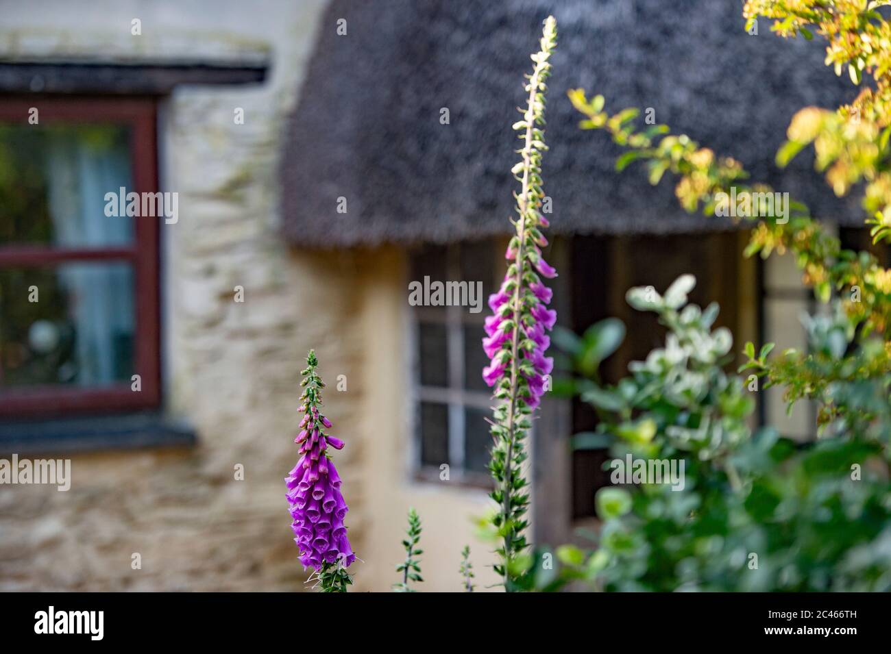 cottage garden and old cottage Stock Photo
