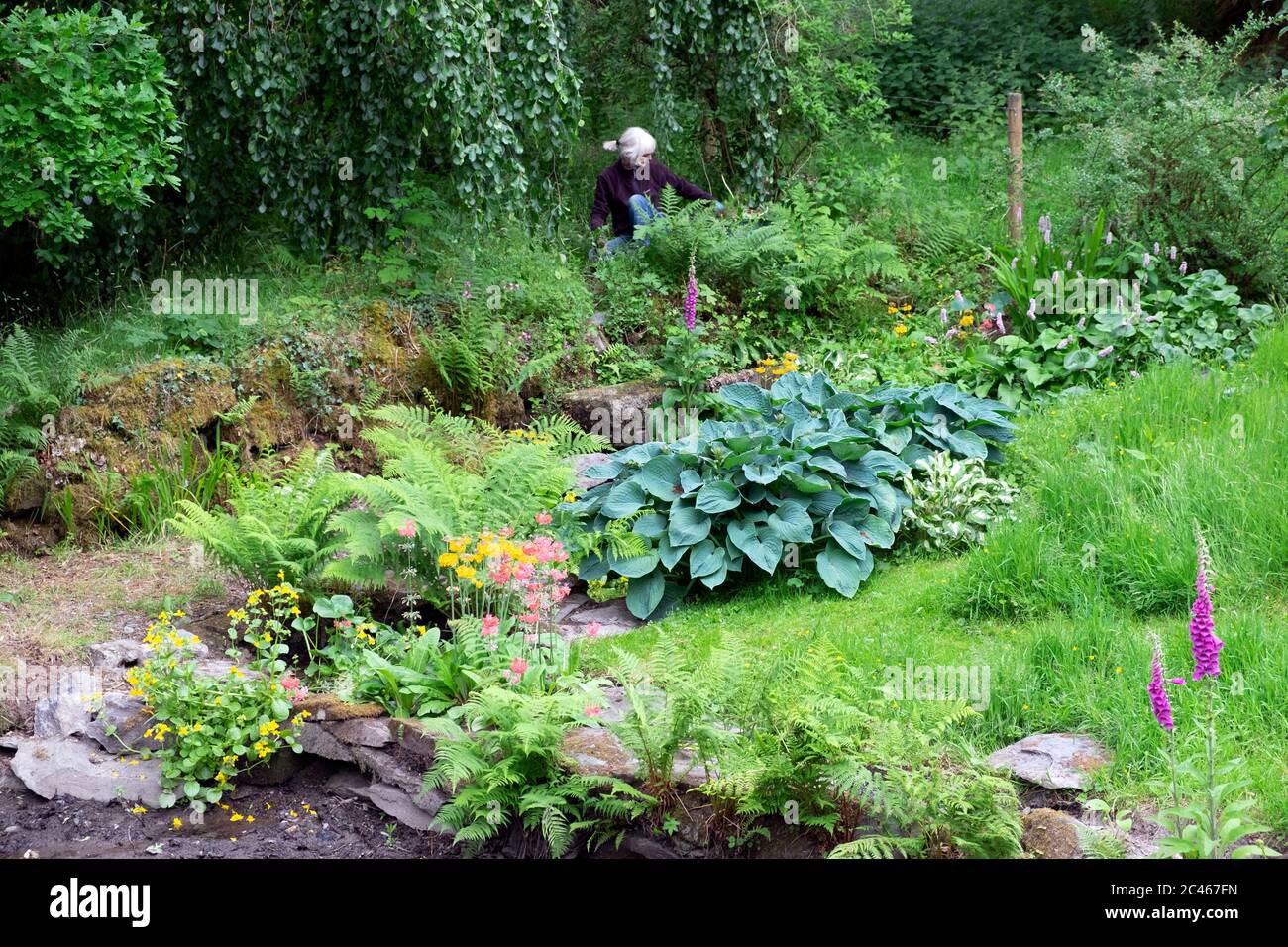 View of woman weeding Hostas, candelabra, foxgloves, ferns, growing in a shady damp area of a country garden in Carmarthenshire Wales UK. KATHY DEWITT Stock Photo
