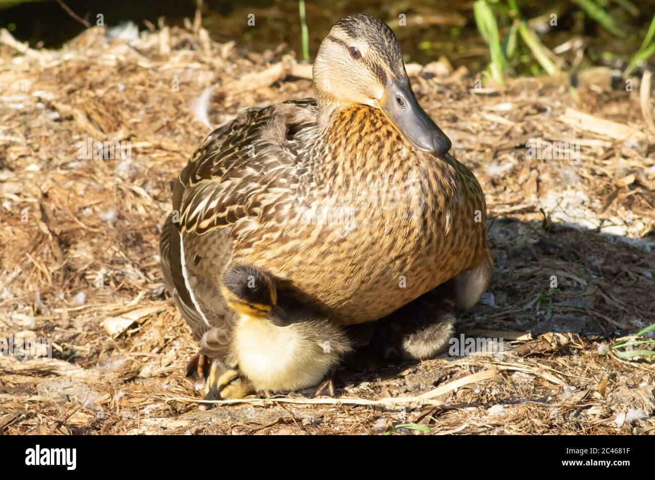 Female baby ducklings hires stock photography and images Alamy