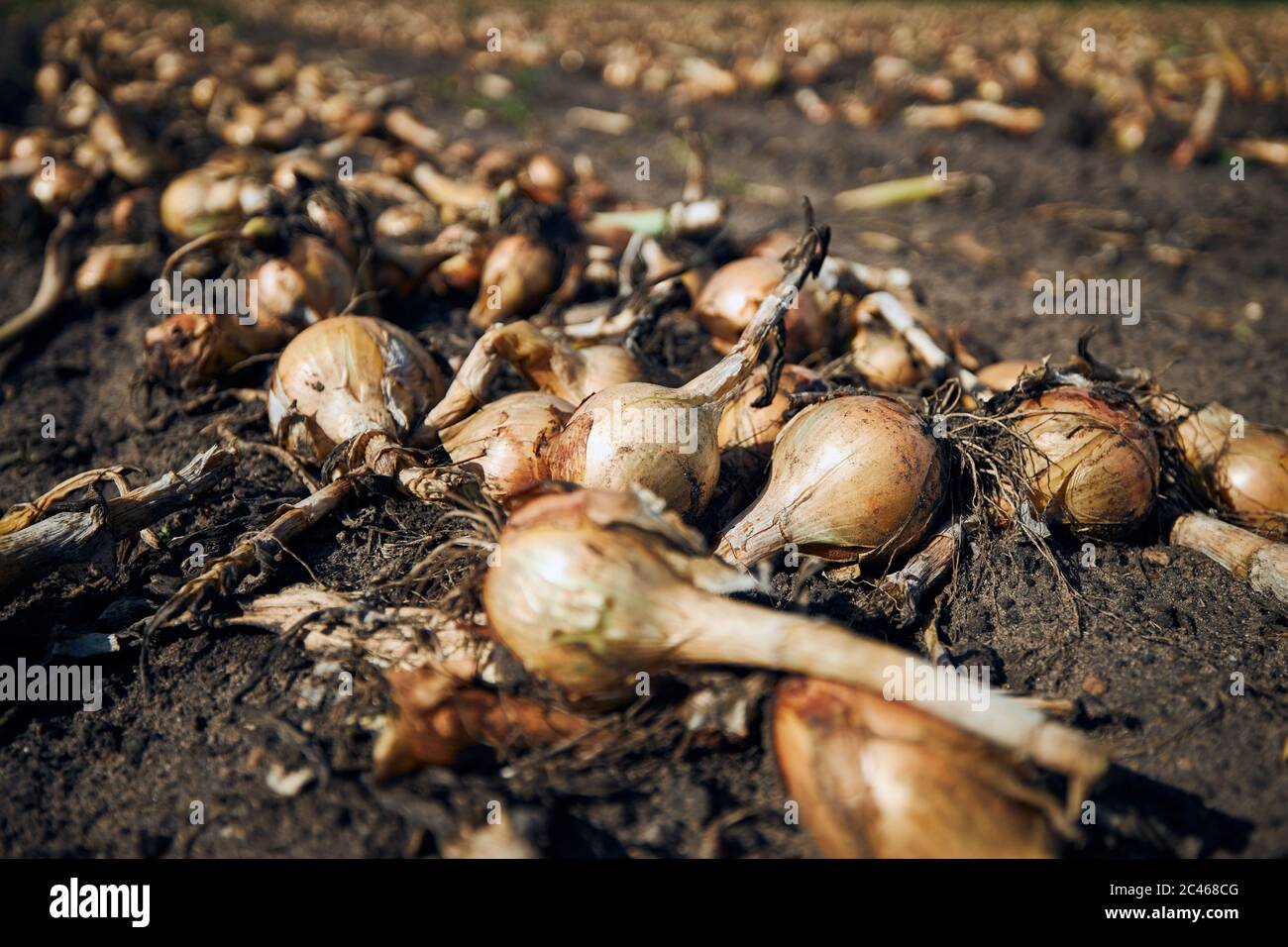 Onion ready for harvest hires stock photography and images Alamy