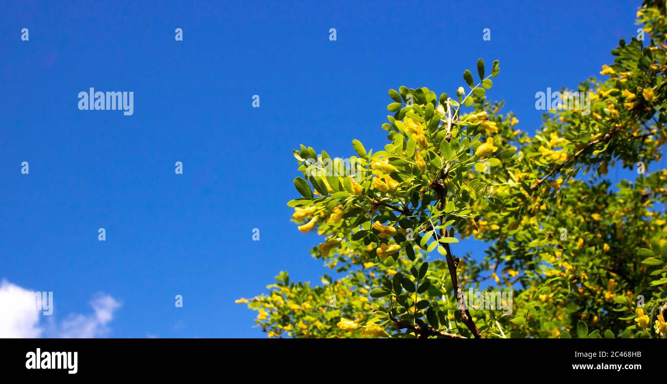 A branch of acacia. a tree with bright yellow flowers against a blue sky on a Sunny spring day Stock Photo