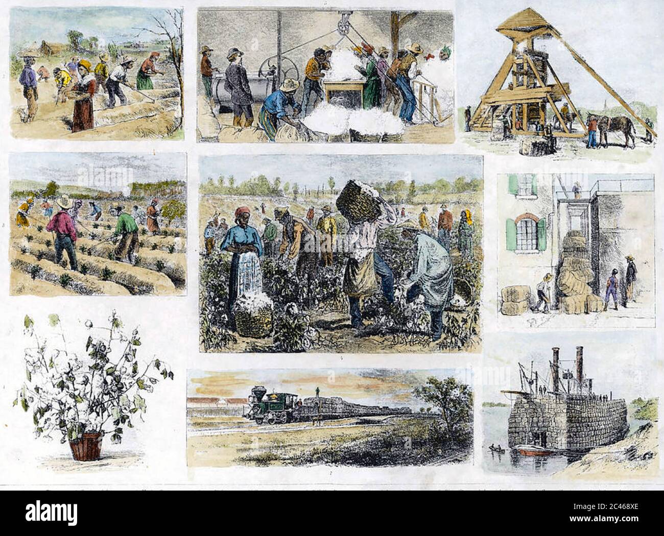 COTTON PRODUCTION IN AMERICA in the 1850s Stock Photo