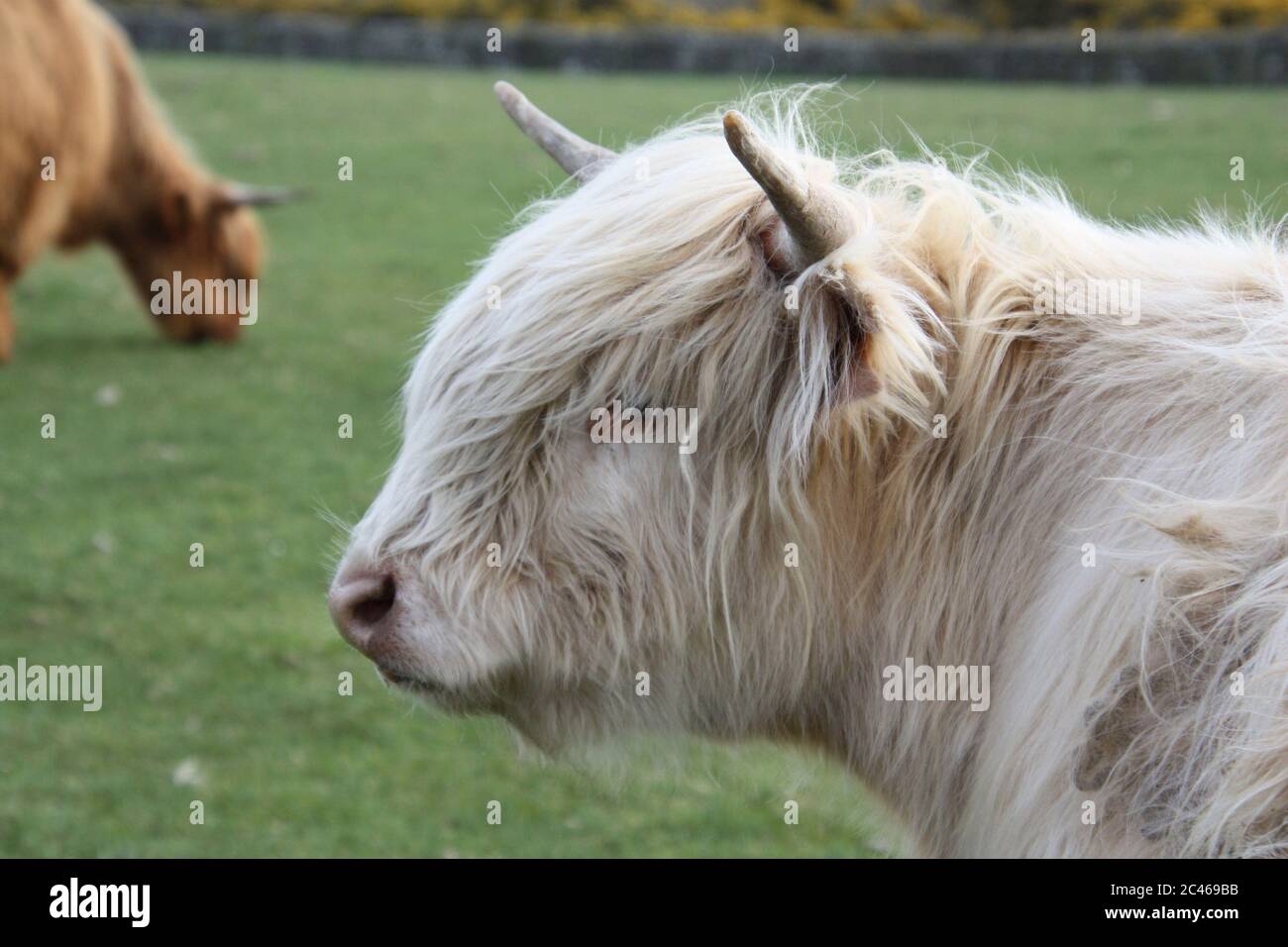 Cow highland hairy horns hires stock photography and images Alamy