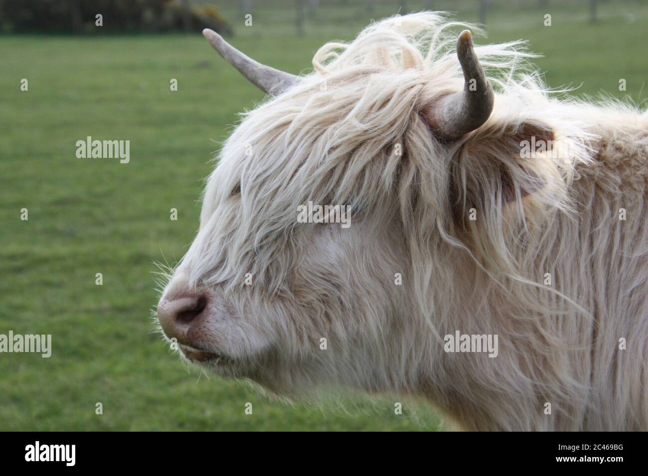 Highland cow breed with hairy shaggy coat hi-res stock photography and ...