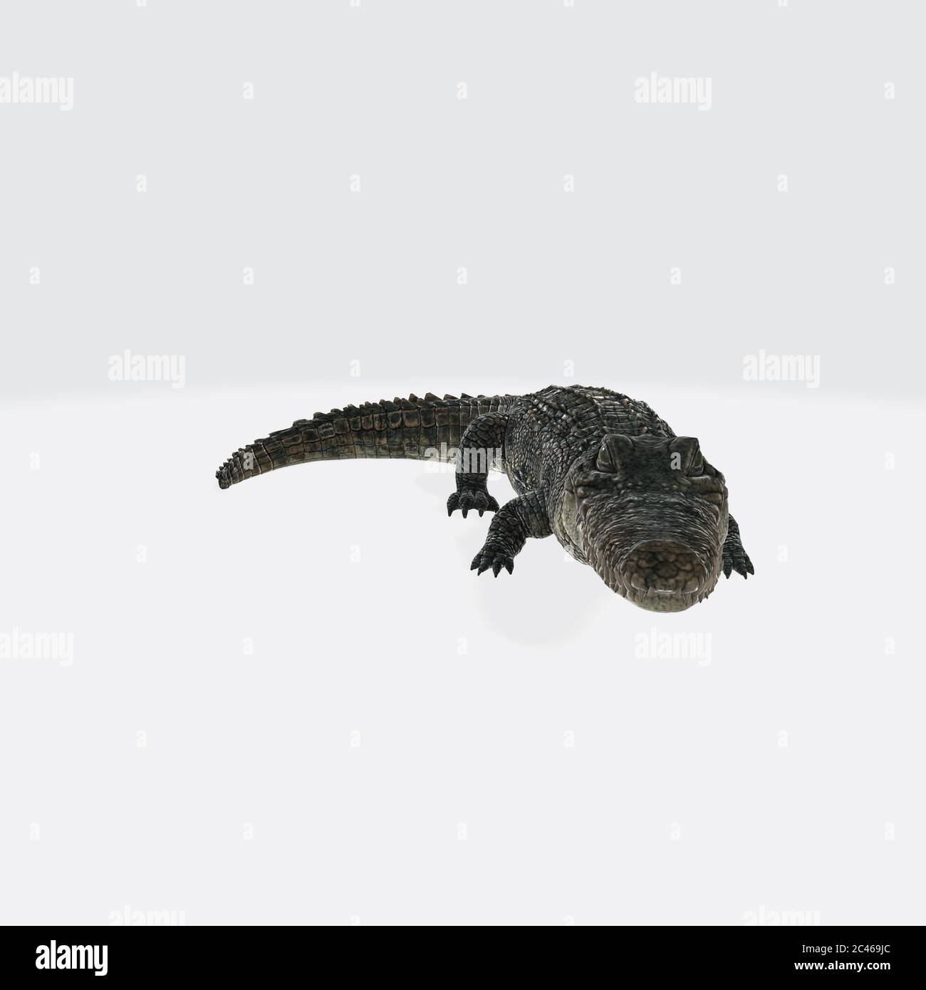 Graphic illustration of 3D rendered crocodile isolated on the white background Stock Photo