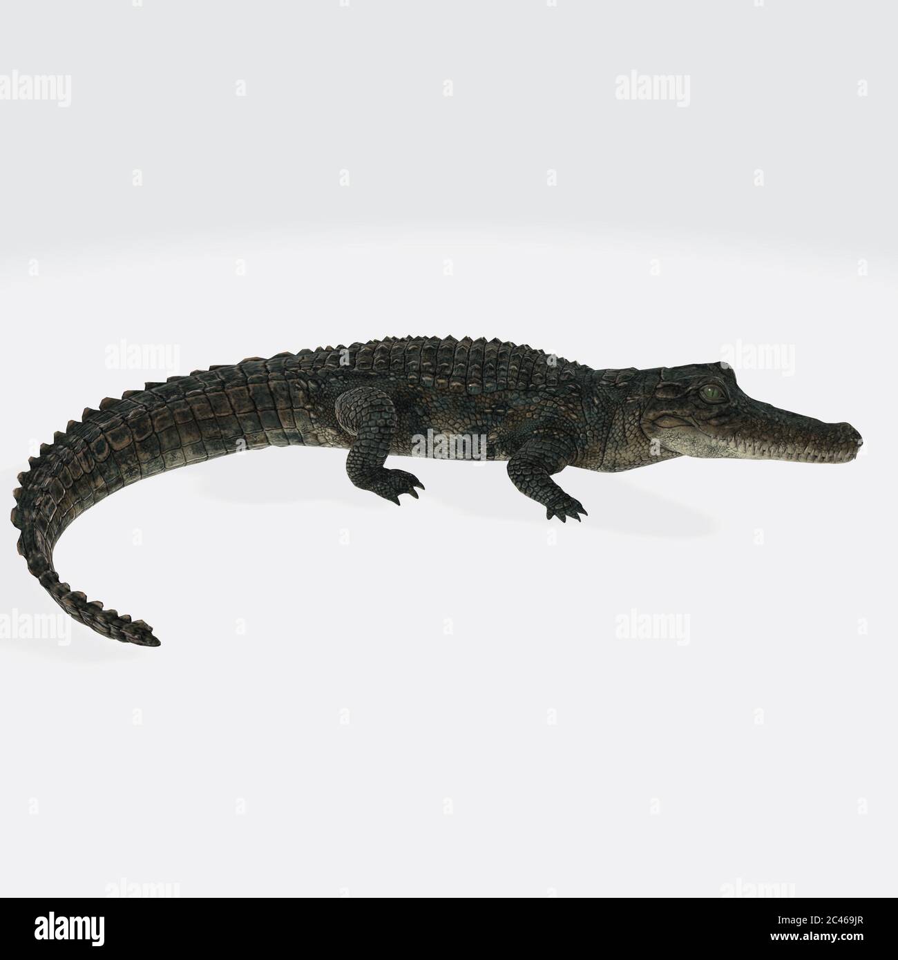 Graphic illustration of 3D rendered crocodile isolated on the white background Stock Photo
