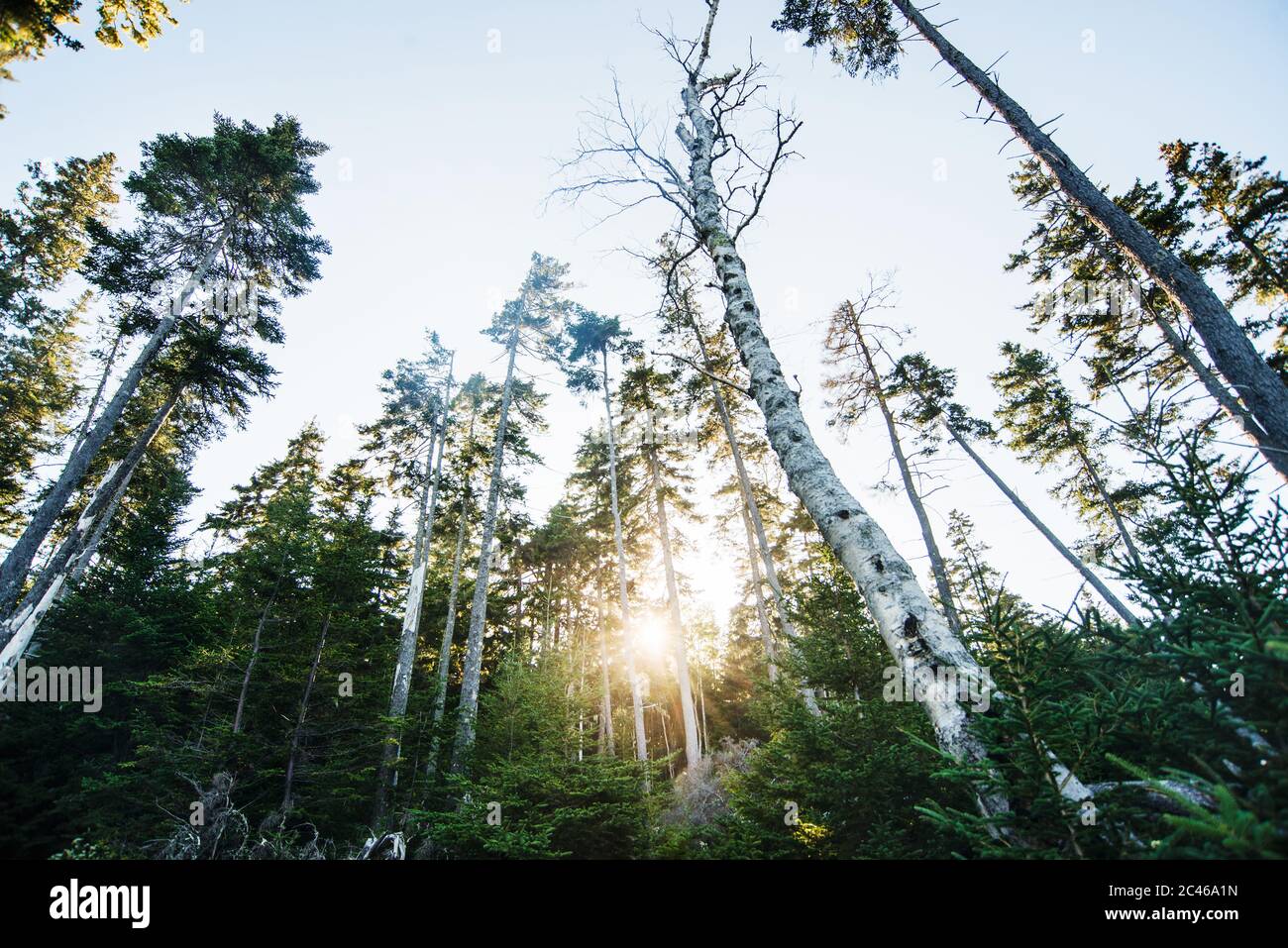 sun through trees surrounding Otter cliffs, Acadia National Park, Maine, United States, North America Stock Photo
