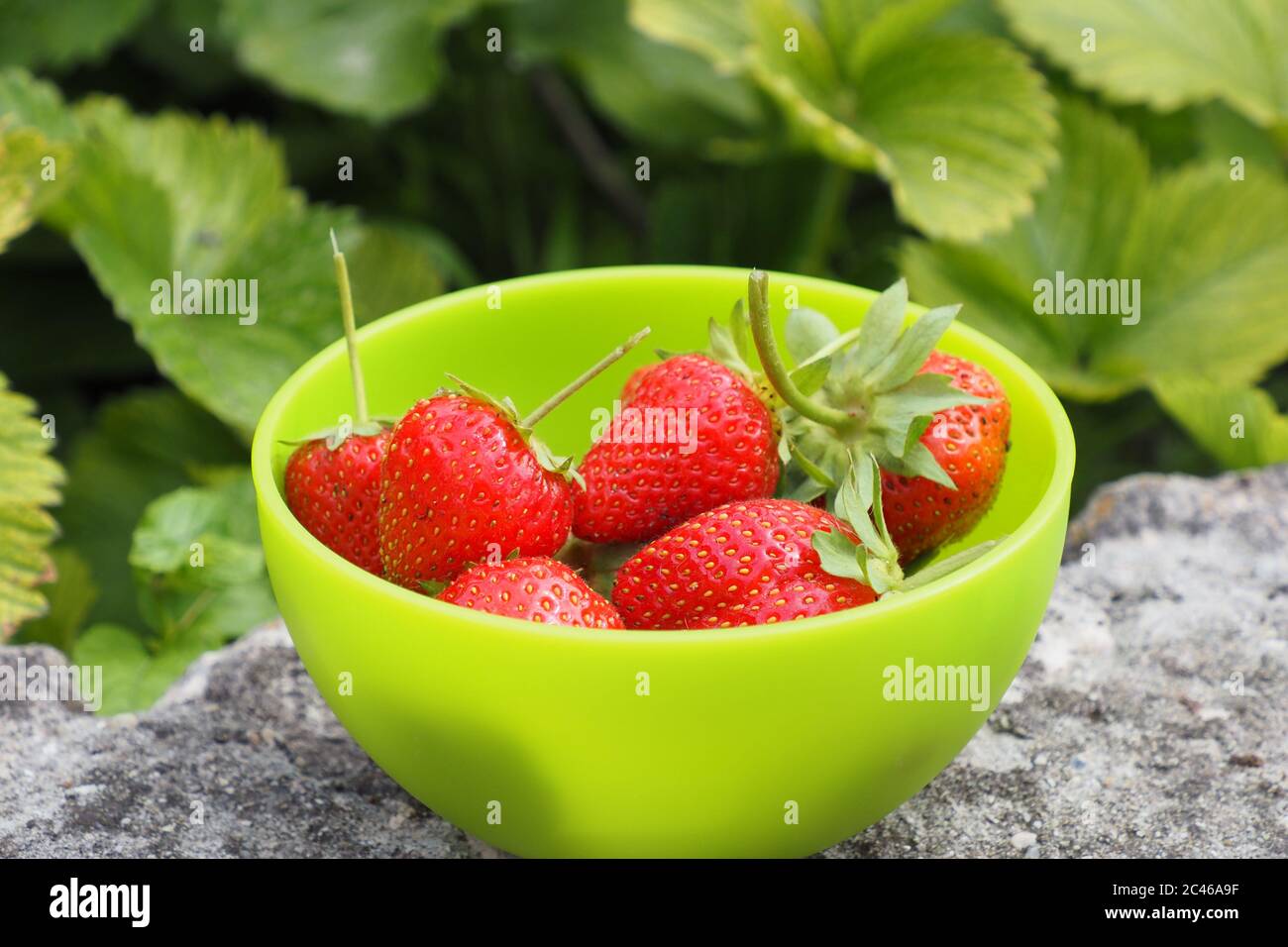Closeup strawberries in bowl hi-res stock photography and images - Alamy