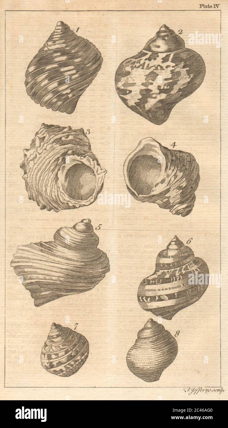 Plate IV. Seashells. Whirl, Turbo. Molluscs 1755 old antique print picture Stock Photo