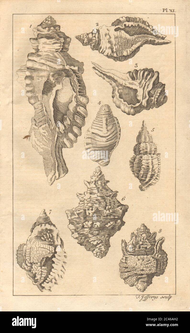 Plate XI. Seashells. Rock, Murex. Molluscs 1756 old antique print picture Stock Photo