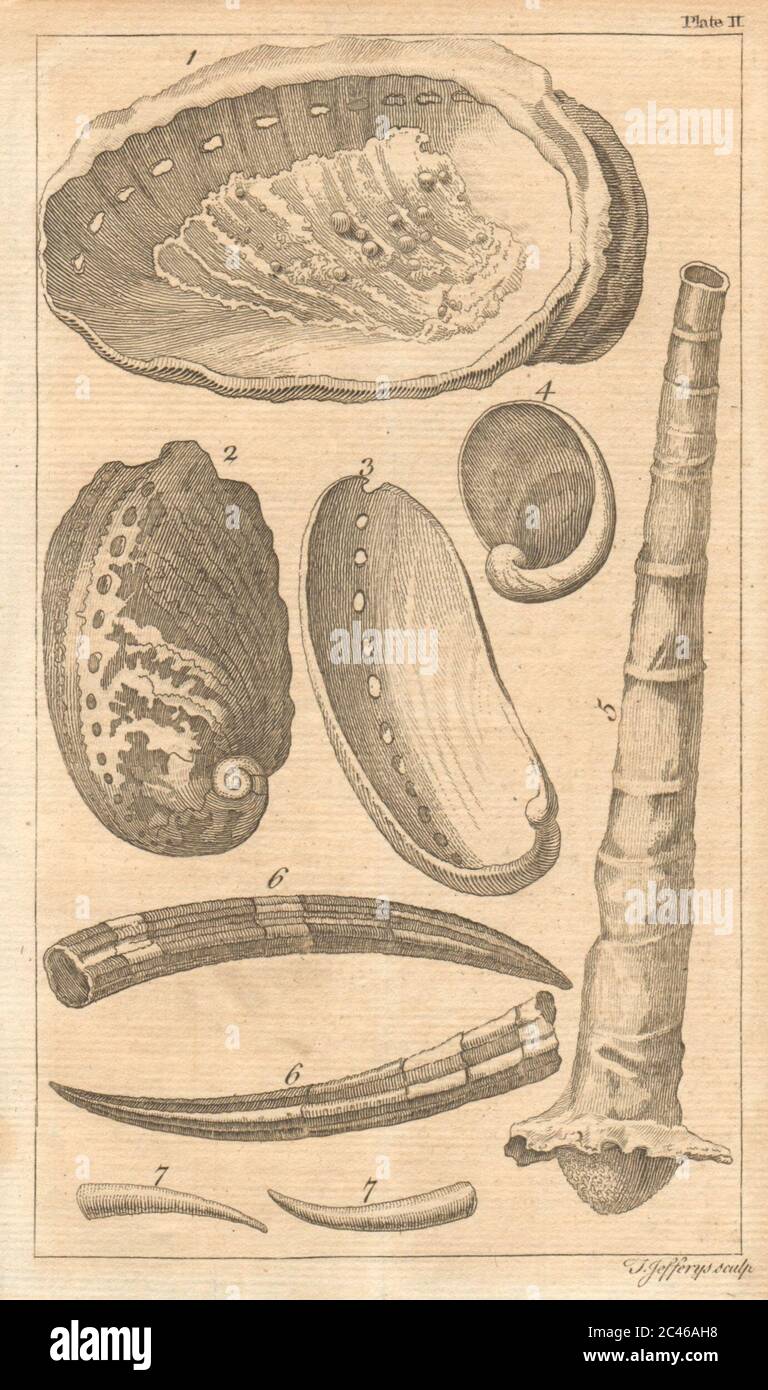 Plate II Seashells Sea Ear/Haliotis Wormshell/Serpula Tooth shell/Dentalia 1755 Stock Photo