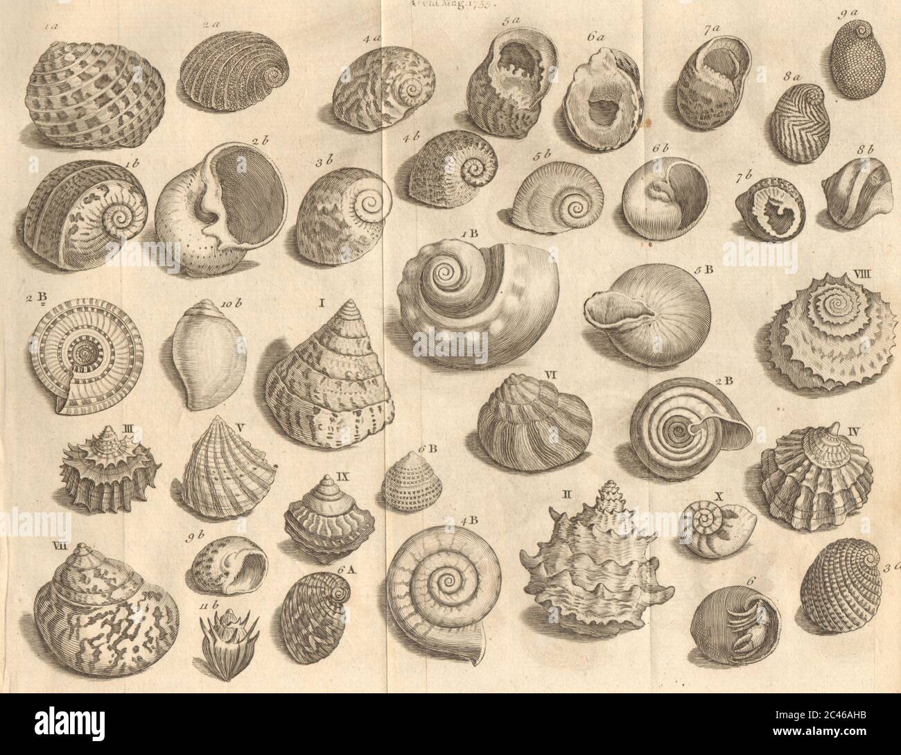 Seashells Nerite Whirl/Turbo Topshell/Trochus Trumpet/Buccinum Snail/Helix 1755 Stock Photo