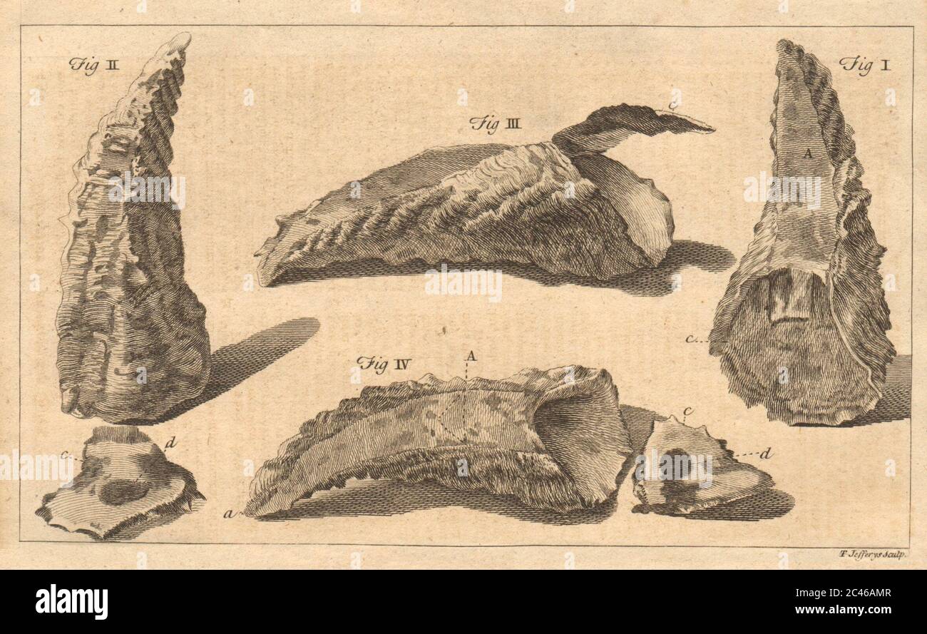 Oyster shells. Molluscs 1757 old antique vintage print picture Stock Photo