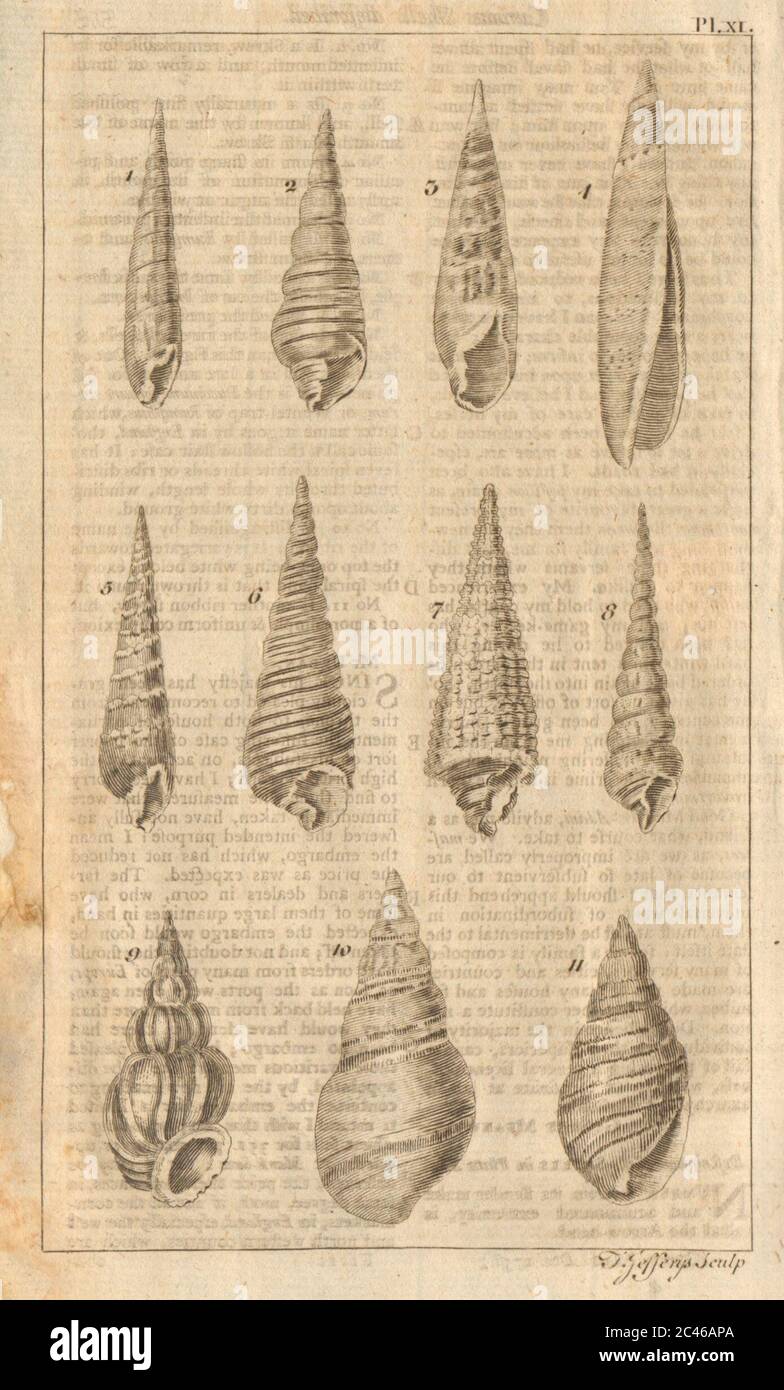 Seashells Trumpet/Buccinum Voluta Dipper/Bulla Whirl/Turbo Rock/Murex 1756 Stock Photo