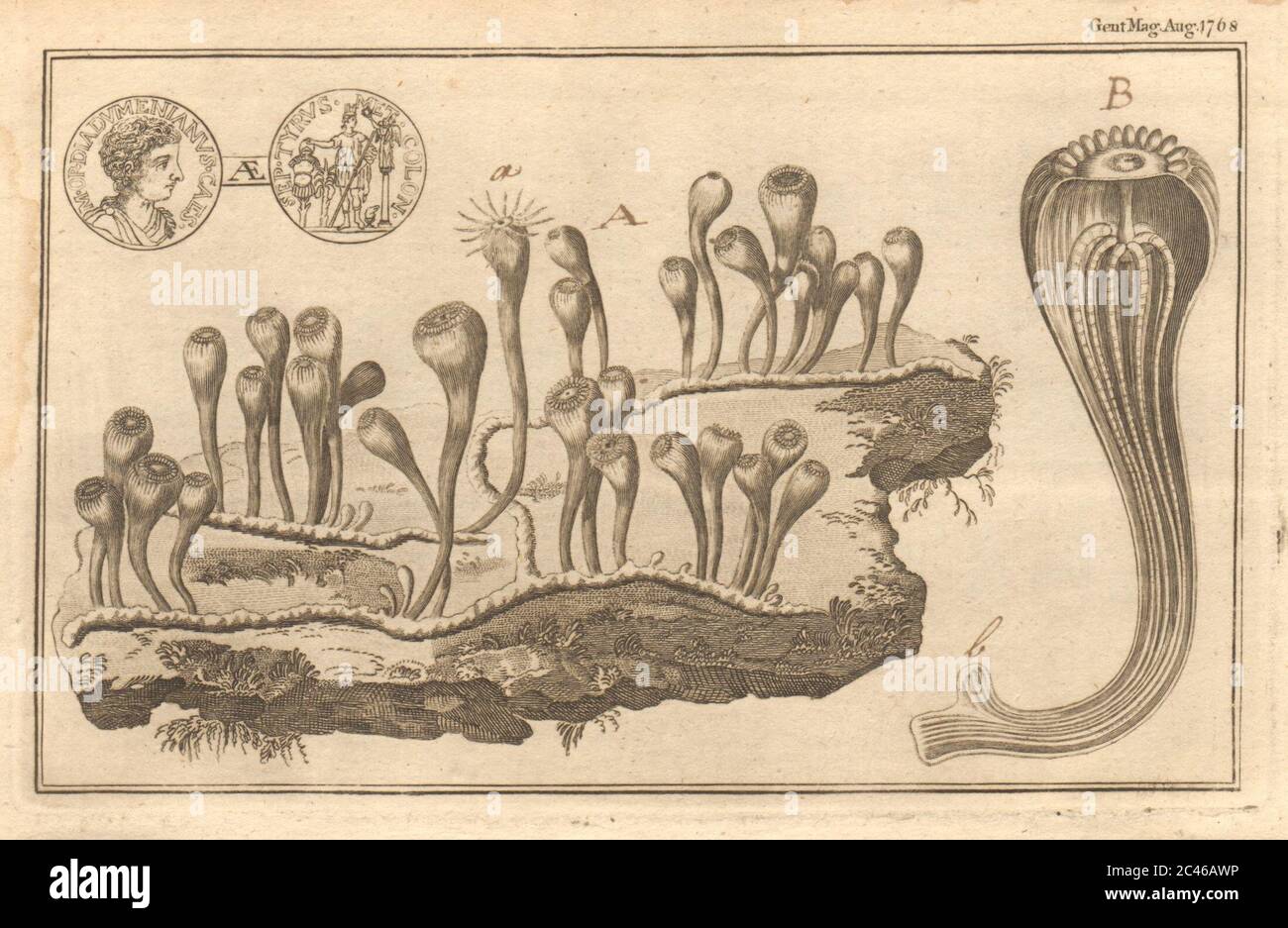 Zoophyte hires stock photography and images Alamy