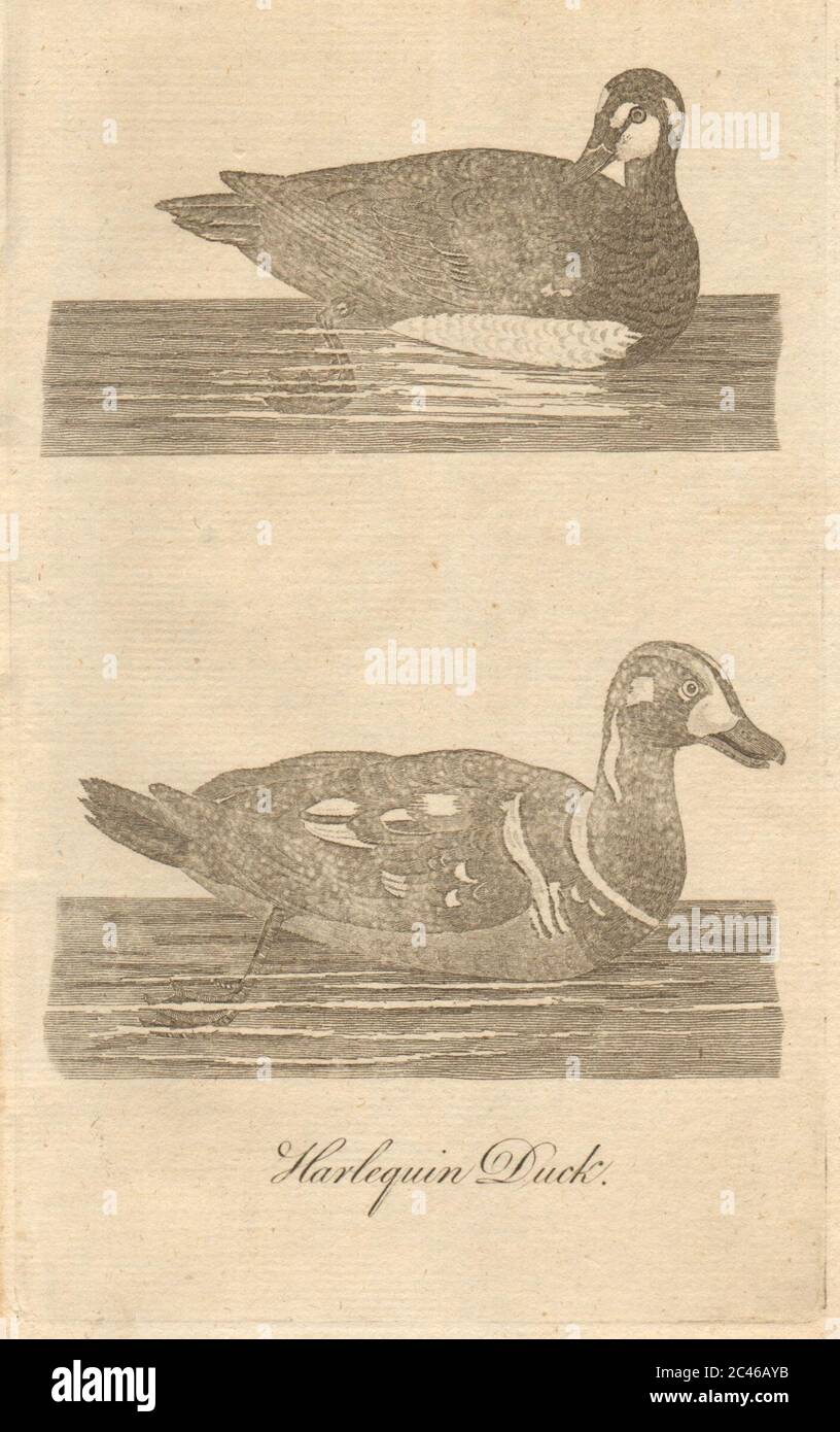 Harlequin Duck, male and female. Poultry 1774 old antique print picture Stock Photo