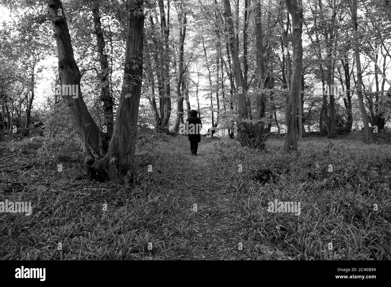 Path bluebell wood Black and White Stock Photos & Images - Alamy